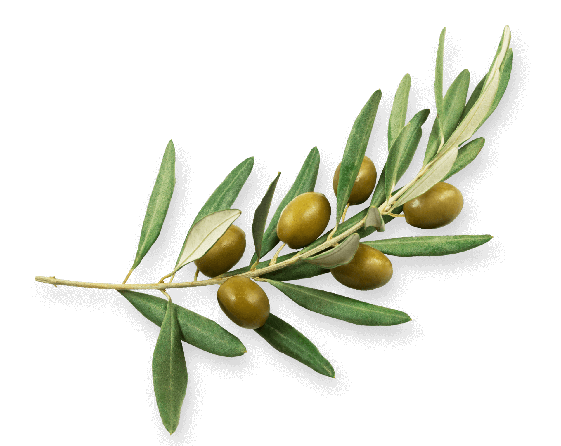 Dumet - World of Olives